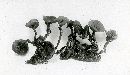 Sclerotinia smilacinae image