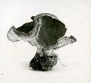 Gyromitra leucoxantha image