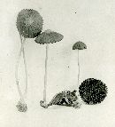 Psathyrella subatomata image