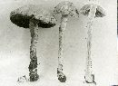 Pholiota vermiflua image