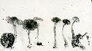 Inocybe rimosa image