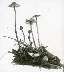 Mycena sanguinolenta image