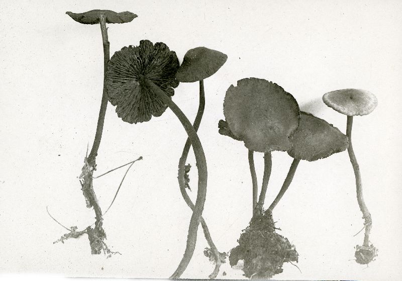 Marasmius varicosus image