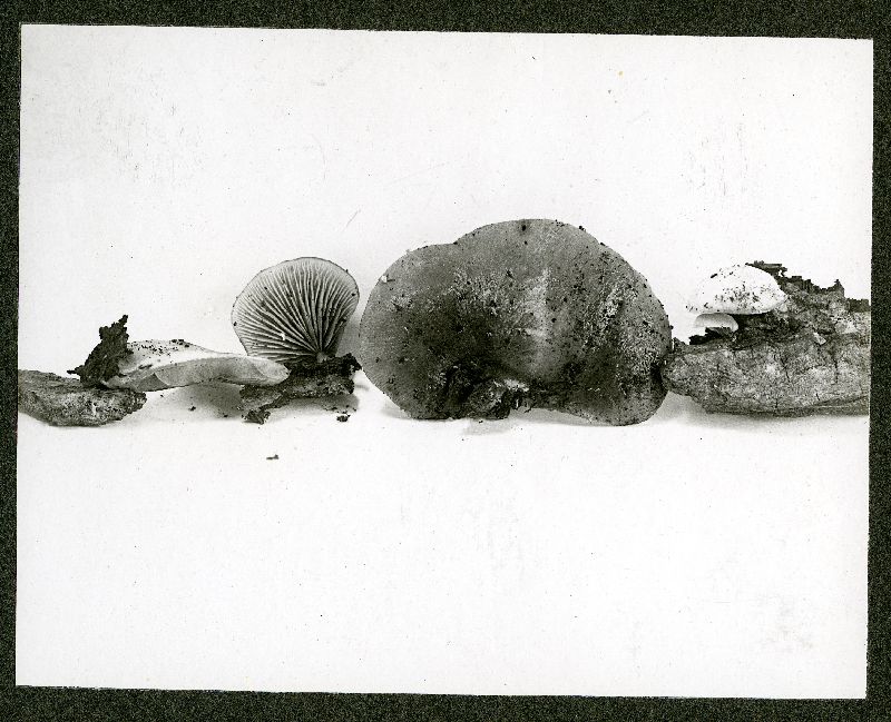 Crepidotus haerens image