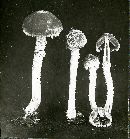 Hypholoma hololanigerum image