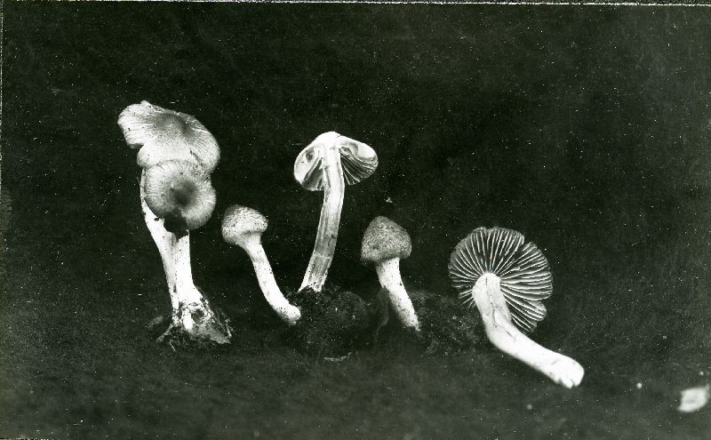 Inocybe descissa image