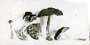 Pluteus romellii image