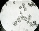 Inocybe asterospora image