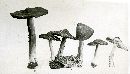 Inocybe rimosa image