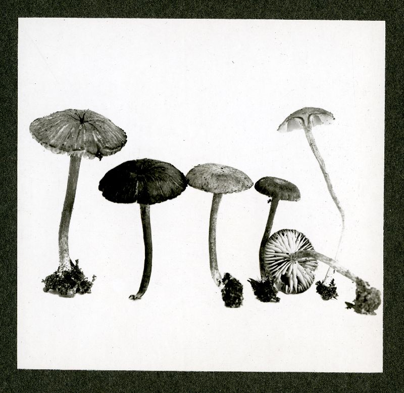 Collybia esculentoides image