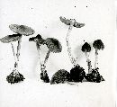 Inocybe mixtilis image