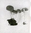 Hypholoma lepidotum image