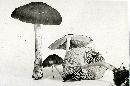 Pluteus salicinus image