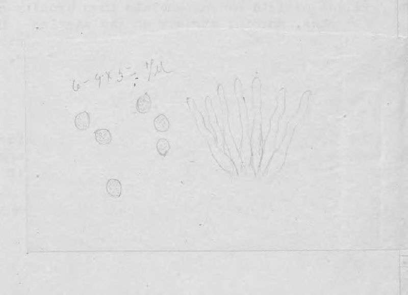 Mycena cyanothrix image