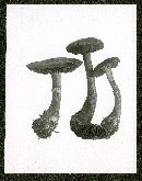 Cortinarius torvus image