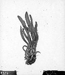 Clavulinopsis fusiformis image