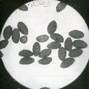 Conocybe macrospora image