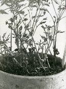 Psathyrella subatomata image
