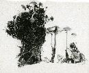 Mycena palustris image