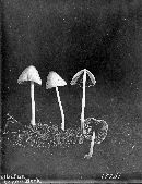 Conocybe lateritia image