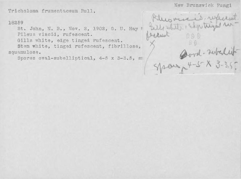 Tricholoma frumentaceum image