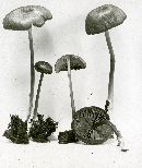 Entoloma formosum image