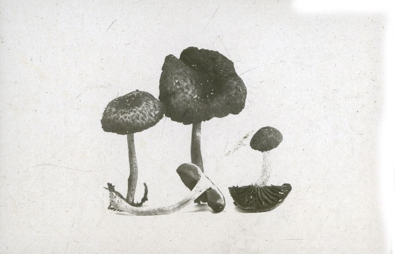 Hypholoma lepidotum image