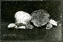 Crepidotus croceitinctus image