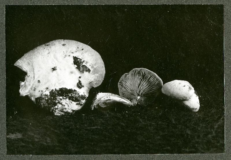 Crepidotus croceitinctus image