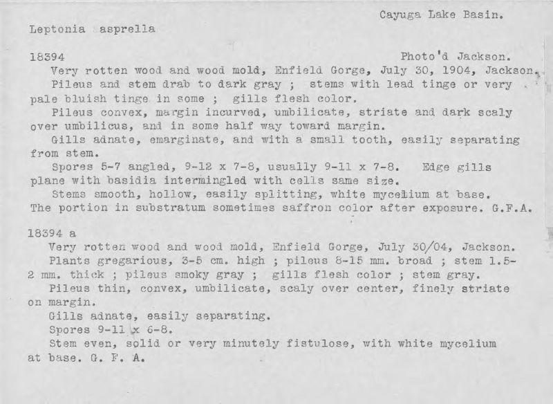 Entoloma asprellum image