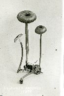 Entoloma asprellum image