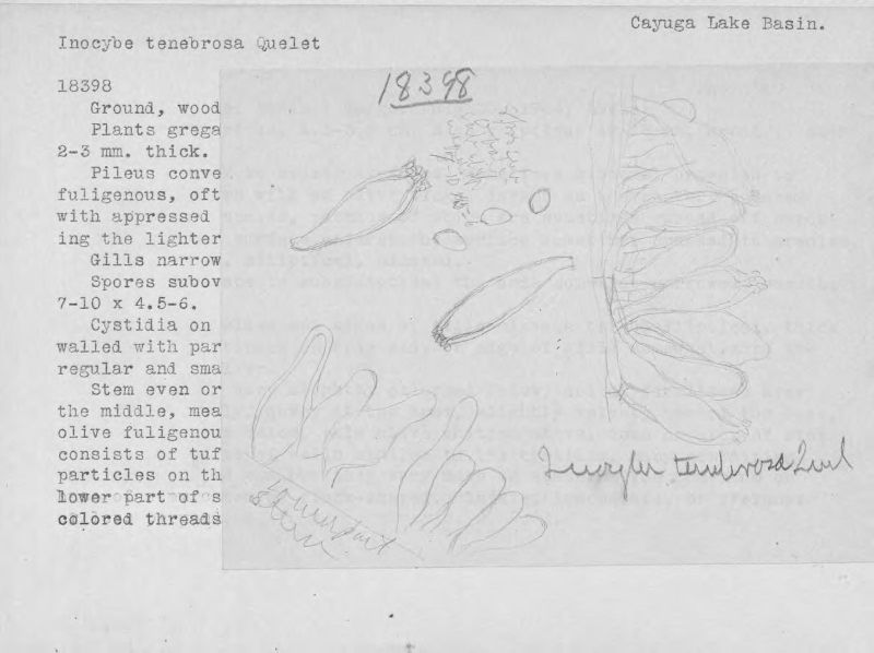 Inocybe tenebrosa image