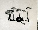 Inocybe tenebrosa image