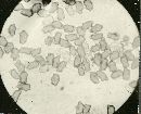 Inocybe trechispora image