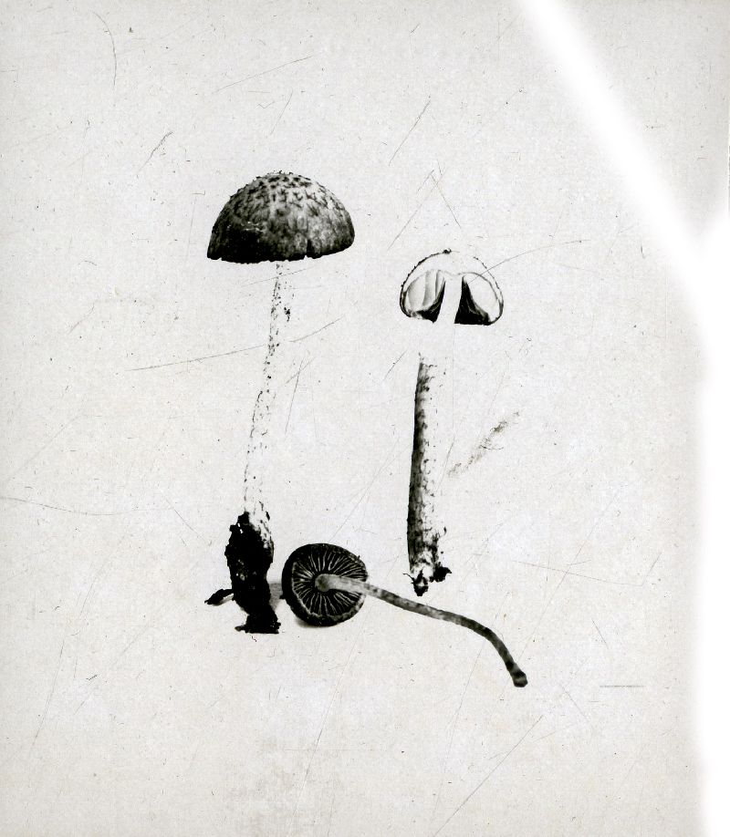 Hypholoma lepidotum image