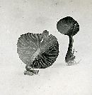 Inocybe lanuginosa image