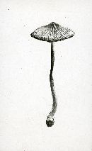 Inocybe rimosa image