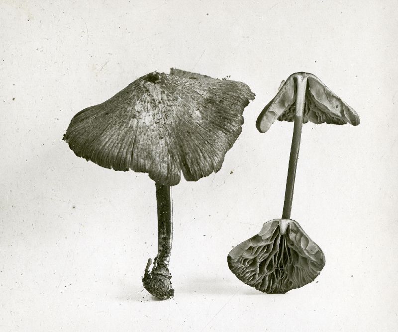 Entoloma solstitiale image