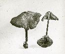 Entoloma solstitiale image