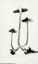 Inocybe cincinnata image