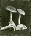 Entoloma clypeatum image