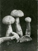 Tricholoma sulphureum image