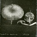 Tricholomopsis decora image