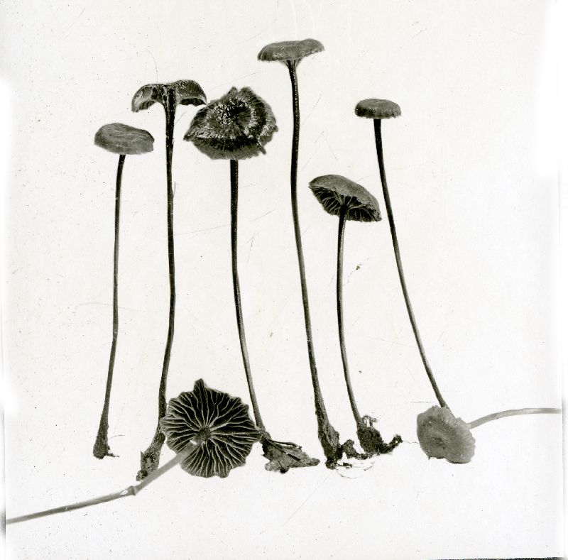 Marasmius cauticinalis image