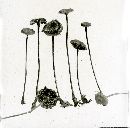 Marasmius cauticinalis image