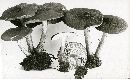 Pluteus umbrosus image