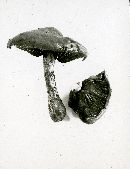 Hemistropharia albocrenulata image