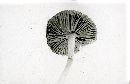 Inocybe trechispora image