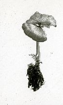 Entoloma formosum image