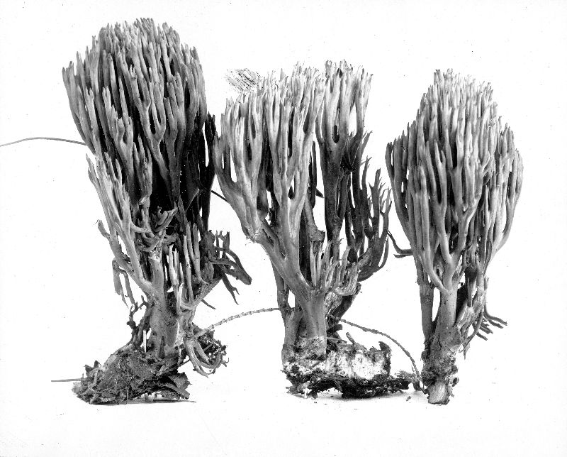 Ramaria tsugina image